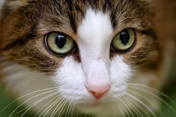 De cerca en la cara de un gato — Foto de Stock