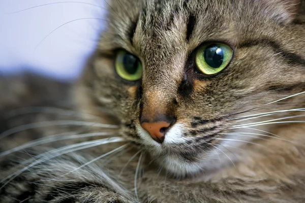 Porträtt av grönögda katt — Stockfoto