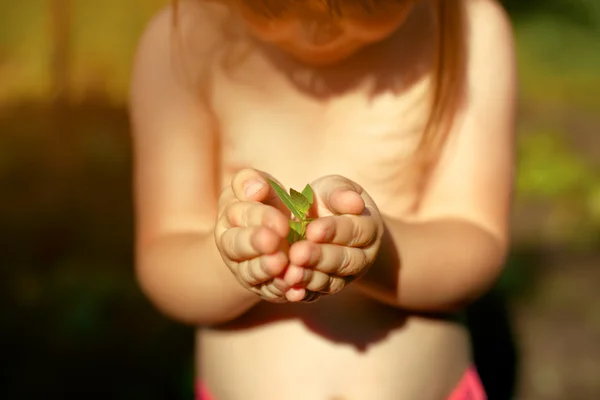 Las plumas de bebé mantienen la planta —  Fotos de Stock