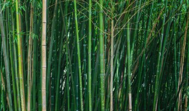 Bambu ormanı. Görüntüyü yakınlaştır. Kırım 'daki Nikitinsky Botanik Bahçesi