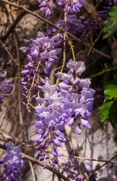 Close Blooming Blue Wisteria Blue Rain Wisteria Flowers Natural Flowers — стоковое фото