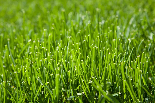 Nahaufnahme von gemähtem Gras — Stockfoto
