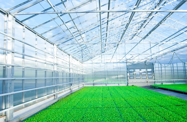 Modern greenhouse interior — Stock Photo, Image
