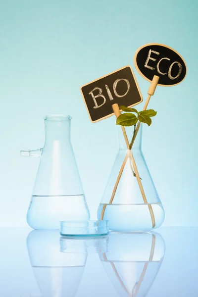 Bio en ecologische teelt — Stockfoto