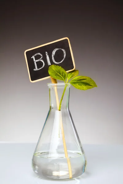 Bio i ekologiczne uprawy — Zdjęcie stockowe