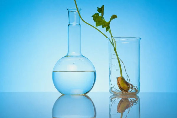 Investigação em laboratório biológico — Fotografia de Stock