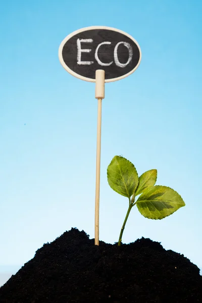 Bio and ecological growing — Stock Photo, Image