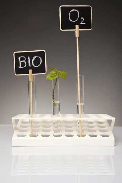 Forskning i biologiska laboratorium — Stockfoto