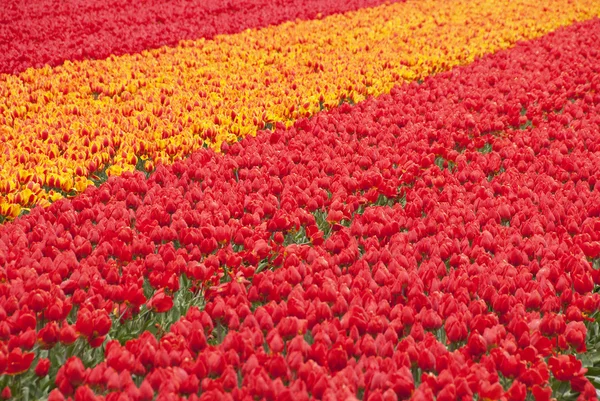 Tulipanes de primavera —  Fotos de Stock