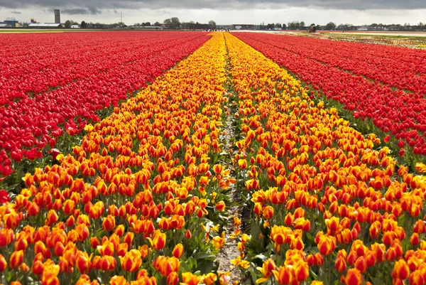 Spring tulips — Stock Photo, Image