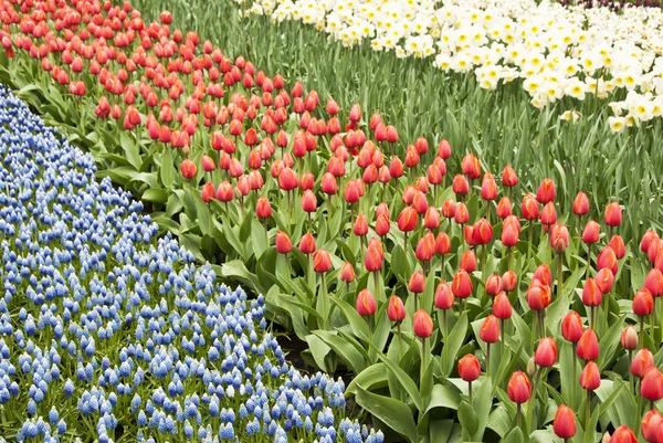 Voorjaarsbloemen — Stockfoto