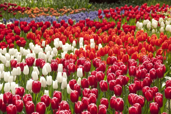 Voorjaarstulpen — Stockfoto