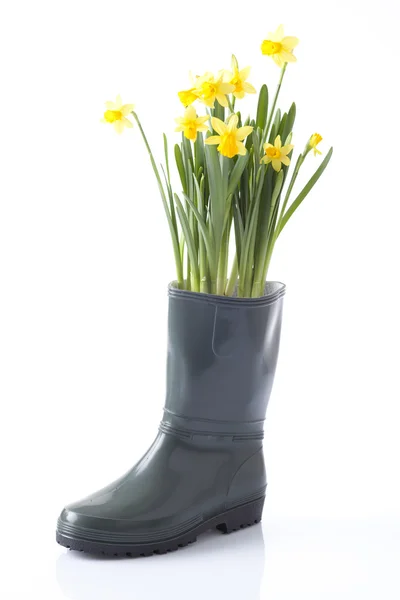 Påsklilja blommor — Stockfoto