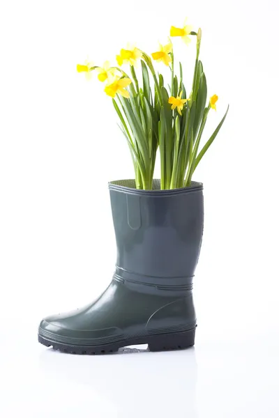 Daffodil Flores — Fotografia de Stock