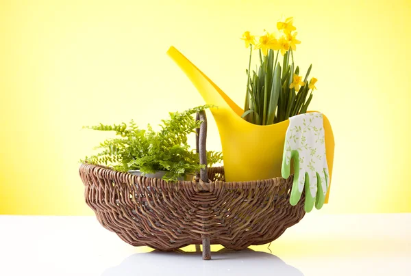 Wiklinowy kosz z rękawice ogrodowe i wiosennych kwiatów — Zdjęcie stockowe
