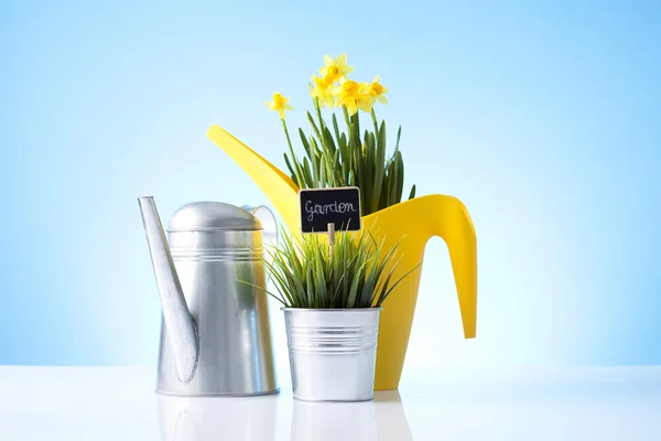 Watering can and garden plant — Stock Photo, Image