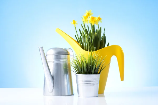 Watering can and garden plant — Stock Photo, Image