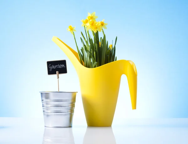 Watering can and garden plant — Stock Photo, Image
