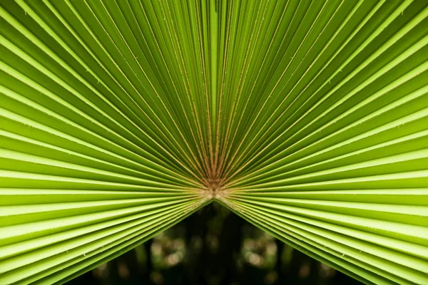 Green palm leaf pattern in the jungle backlit — Stock Photo, Image