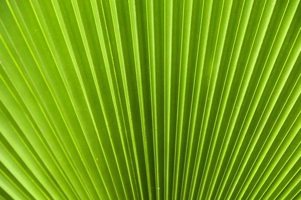 Green palm leaf pattern in the jungle backlit — Stock Photo, Image