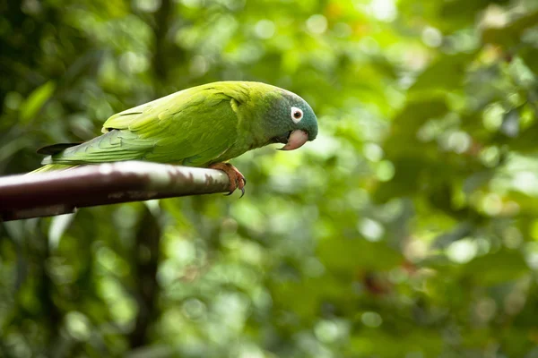 A colorful bird in Jurong park, Singapore — Stock Image A colorful bird in Jurong park, Singapore Royalty Free Stock Photos