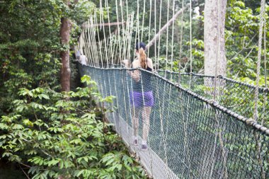 gölgelik geçit. Taman negara ulusal park. Malezya