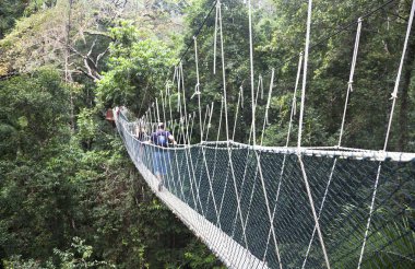 gölgelik geçit. Taman negara ulusal park. Malezya