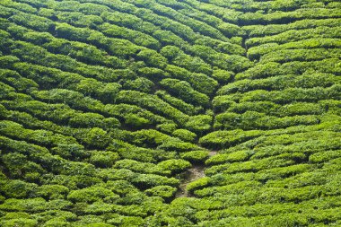 Cameron highlands, Malezya çay plantasyon