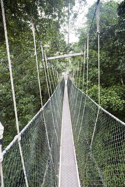 Canopy walkway. Taman Negara National Park. Malaysia — Stock Photo, Image
