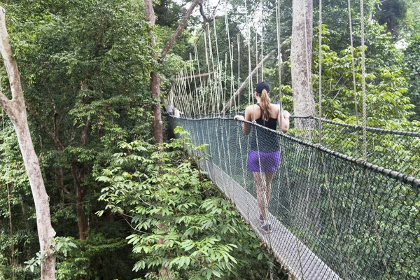 Pasarela con dosel. Parque Nacional Taman Negara. Malasia — Foto de Stock