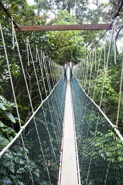 Canopy walkway. Taman Negara National Park. Malaysia — Stock Photo, Image