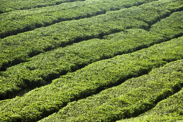 Cameron Highlands, piantagione di tè in Malesia — Foto Stock