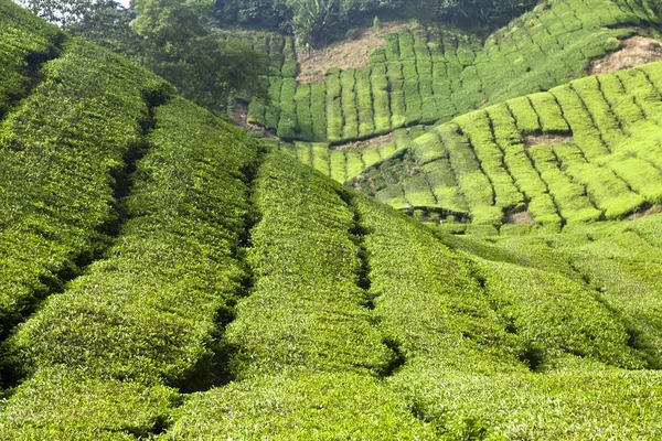 Cameron Highlands, tea plantation in Malaysia — Stock Photo, Image