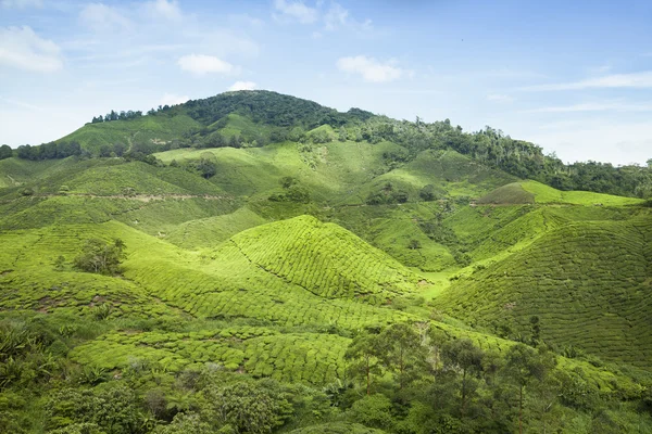 Cameron Highlands, tea plantation in Malaysia — Stock Photo, Image