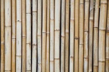 Bambu Arkaplanı
