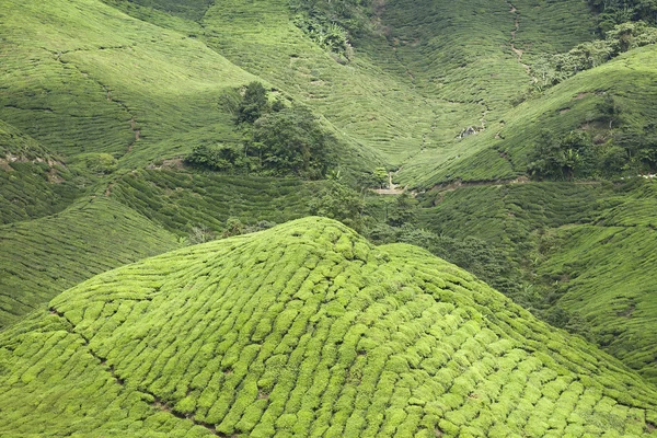 Cameron Highlands, piantagione di tè in Malesia — Foto Stock