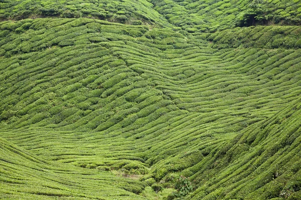 Cameron Highlands, plantación de té en Malasia —  Fotos de Stock