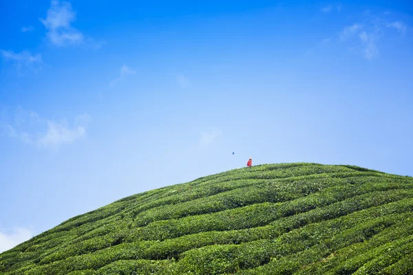 Cameron Highlands, tea plantation in Malaysia — Stock Photo, Image