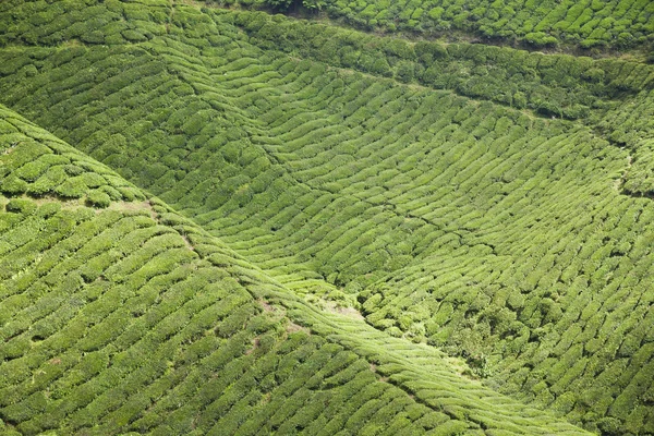 Cameron Highlands, piantagione di tè in Malesia — Foto Stock