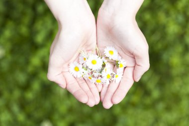 Pland ve çiçekler el, yeni hayat ve koruma kavramı