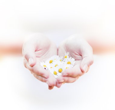 Pland ve çiçekler el, yeni hayat ve koruma kavramı