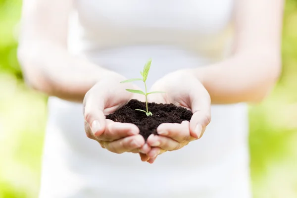 Pland and flowers in hand, new life and protection concept — Stock Photo, Image