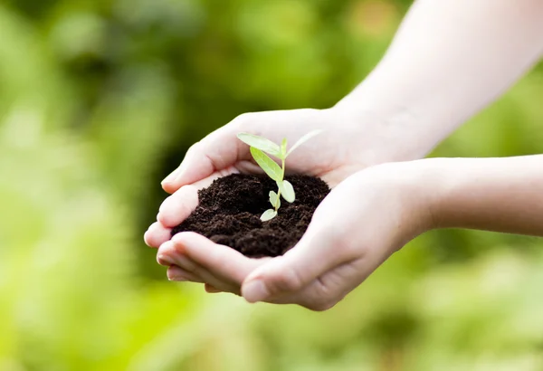 Ten en bloemen in de hand, nieuw leven en bescherming concept — Stockfoto