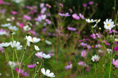Kozmos çiçeklerinin bulanık görüntüsü ve güneş tarafından aydınlatılmış kuşkonmaz dalları.