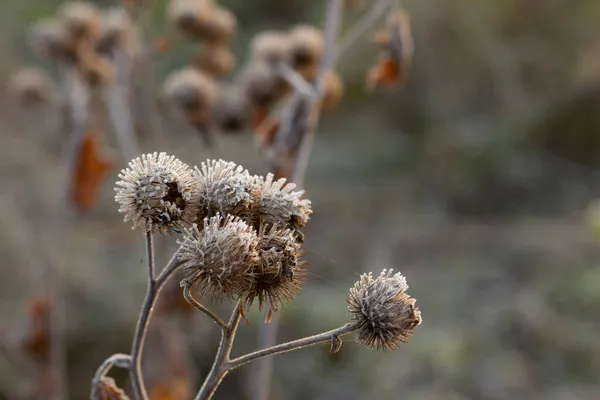 Dry Flowers Stalks Burdock Hoarfrost Clearing Lake Selective Focus — Stock Photo, Image