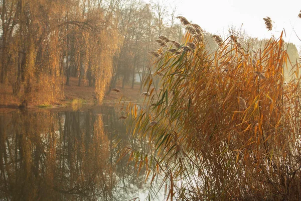 Herbstlandschaft Einem Stadtpark Herbst Moldawien Selektiver Fokus Stockbild