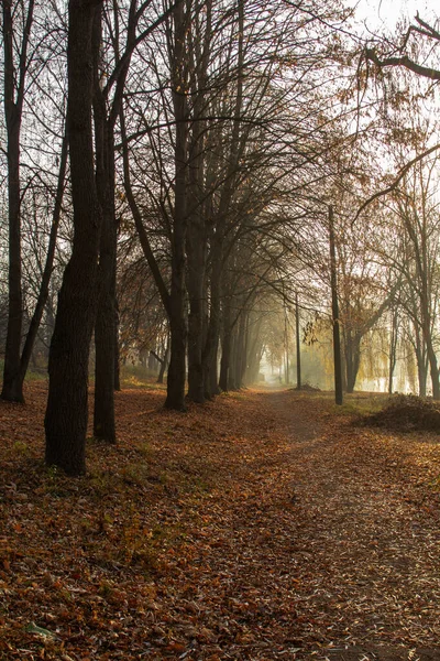 Jesienny Krajobraz Parku Miejskim Jesień Mołdawii Skupienie Selektywne — Zdjęcie stockowe