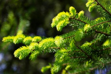 Parkta taze lahanaları olan ladin dalları. Ekolojik kavram.