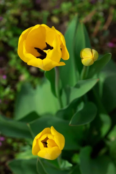 Tulips in a flower bed in a city park. — Stock Photo, Image