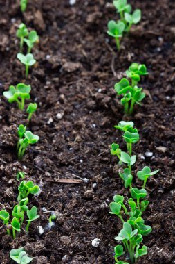 Brokoli tohumları pencere kenarındaki bir konteynırda.
